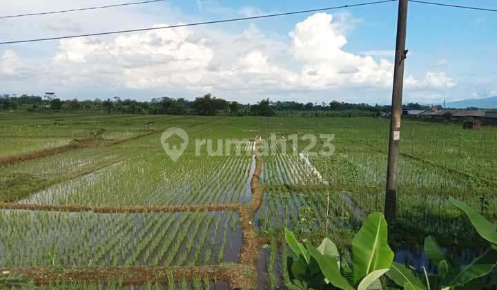 Land for Sale, Large Green Zone in Banyumas