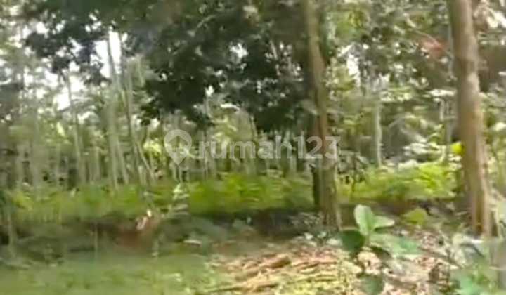 Dijual Tanah Pedesaan di Cilongok, Banyumas