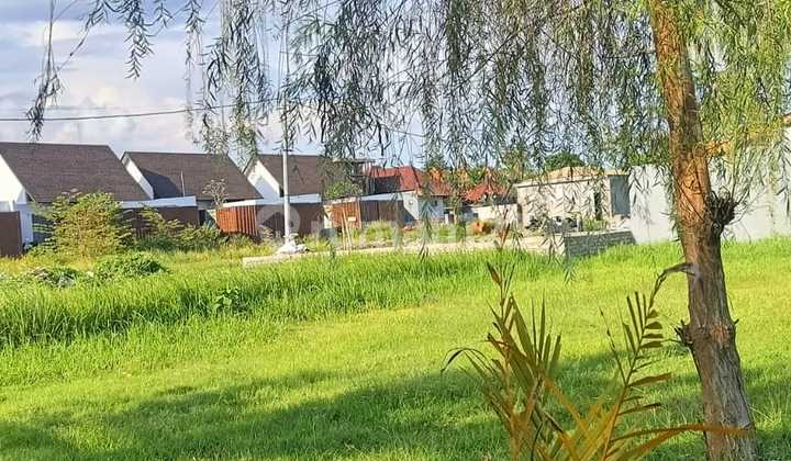 Tanah Kavling View Sawah Sudah SHM 568.0 m² di Ubud Tanah Kavling View Sawah Sudah SHM 568.0 m² di Ubud