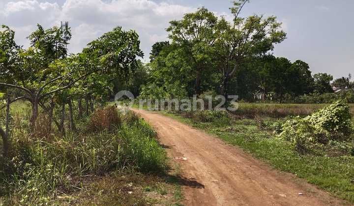 Solid Land for Housing in Sukamanah Rajeg, Tangerang