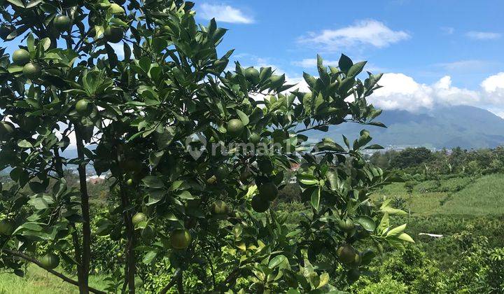 Tanah Murah Karangploso Malang Dekat Tempat Wisata 2