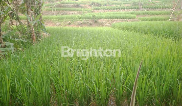 SAWAH PRODUKTIF DENGAN IRIGASI TERBAIK 1