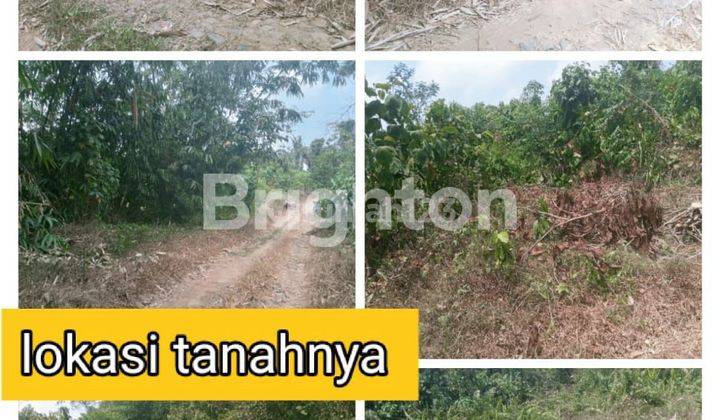 Butuh Segera! Tanah murah di Lebak 1