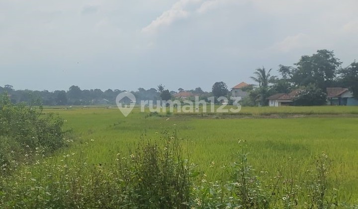 Tanah Padat Sawah di Legok Luas 935 m2 Siap Bangun Tanah Padat Sawah di Legok Luas 935 m2 Siap Bangun