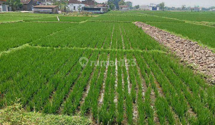 Tanah Sawah Zona Merah Kebakkramat 500 Juta 1