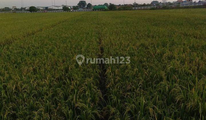 Tanah Sawah Depan Kelurahan Kebakkramat  1