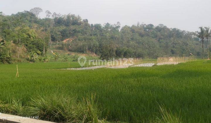  Tanah Perkebunan Karangpandan 335 Juta  1