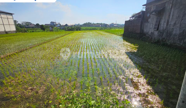 Rice Field Near Truck Turnaround Access, Sroyo Jaten