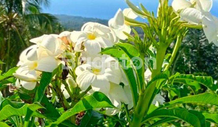 Tanah Besar View Laut, Bisa Jadi Prospek Tempat Wisata, Di Warembungan, Minahasa 2