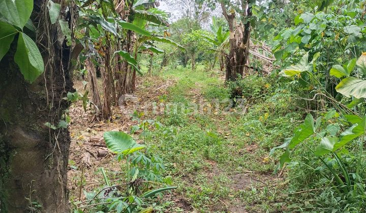 Tanah Luas 5.800mtr2 Di Konsilidasi Harga Dibawah Rata2, 375rb/mtr2. Tanah Luas 5.800mtr2 Di Konsilidasi Harga Dibawah Rata2, 375rb/mtr2.