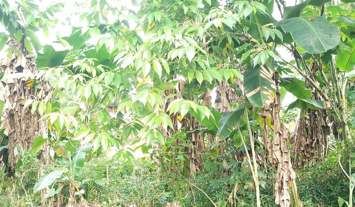 Tanah Kavling Lt 675mtr2 Di Konsilidasi Manado, Cocok Bikin Gudang Dan Rumah ******** Tanah Kavling Lt 675mtr2 Di Konsilidasi Manado, Cocok Bikin Gudang Dan Rumah ********