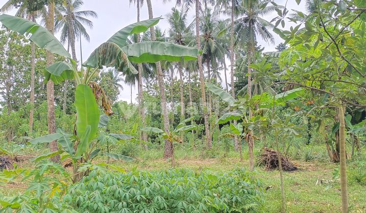 Tanah Luas 5.800mtr2 Di Konsilidasi Harga Dibawah Rata2, 375rb/mtr2. Tanah Luas 5.800mtr2 Di Konsilidasi Harga Dibawah Rata2, 375rb/mtr2.