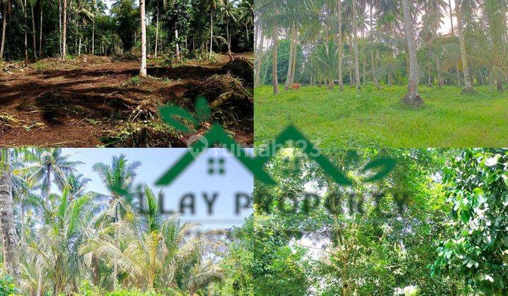 Tanah Kebun Rata, Murah, Jalan Aspal 2 Mobil Luas 1,2 Ha Cocok Utk Tinggal, Berkebun, Ataupun Buat Perumahan Di Minut 1