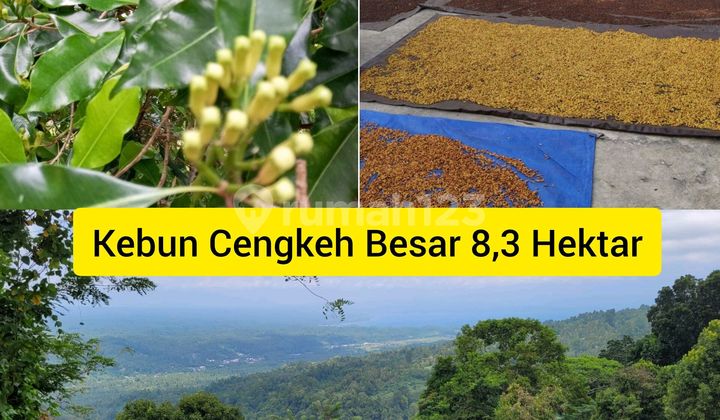 Jarang Ada, Kebun Cengkeh Besar Di Munte Tumpaanaktif Panen, Murah Dan Menghasilkan Pasif Income Pasti.
