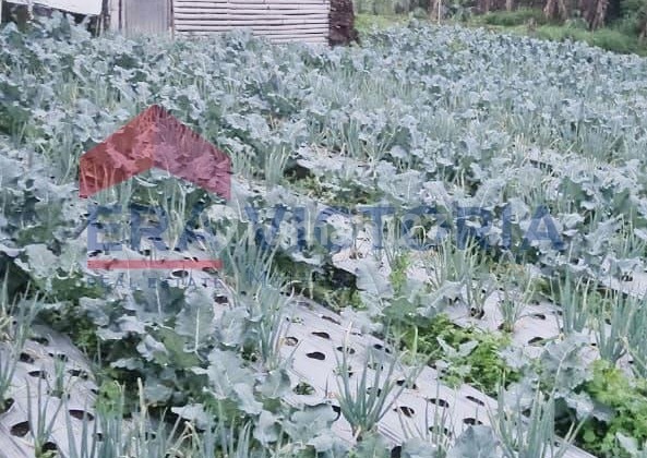 Jual Tanah Daerah Sarangan Cocok Untuk Usaha Villa Atau Resto 2
