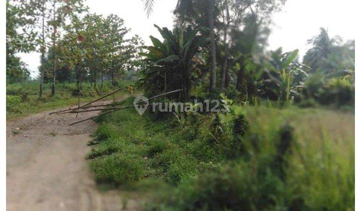 Tanah Sawah Produktif Murah Meriah di Pagintungan Serang 1