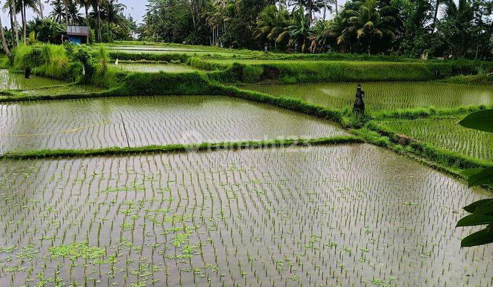 Di Jual Tanah View Sawah Di Sembuwuk Pejeng Kaja  1