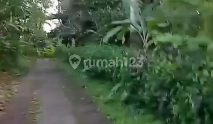 Kebun Produktif 54 Are Mundeh Tabanan Jalan 6 Meter Los Sungai