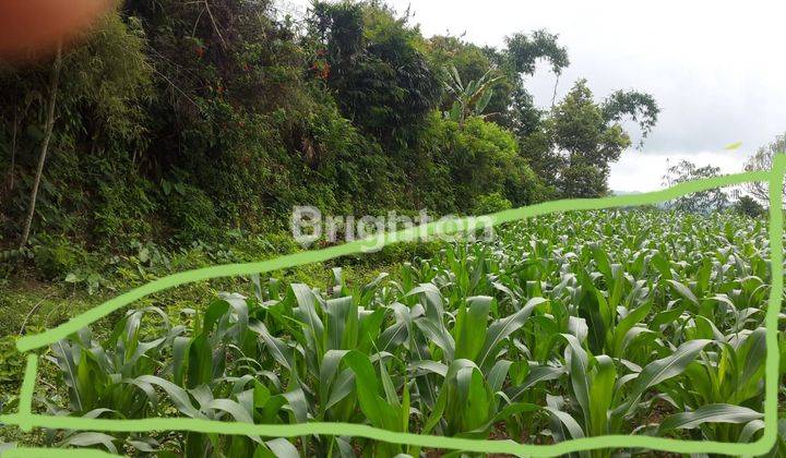 LAND 5 ARE ON THE SIDE OF BEDUGUL ROAD 1