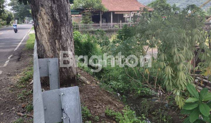 Temukus Area Turis  Pinggir Jalan Lovina  Bawah Harga Pasar 1