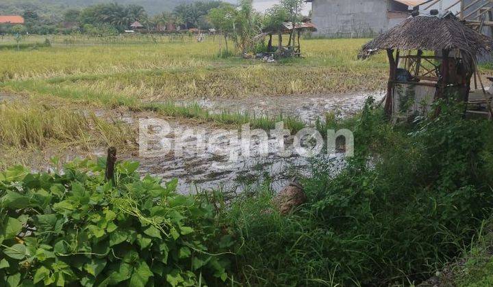 Temukus Area Turis  Pinggir Jalan Lovina  Bawah Harga Pasar 2