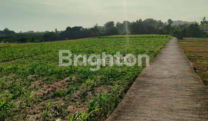 Tanah 30,5 Are Itr Hijau 5 Menit Ke Pantai Kelating 2