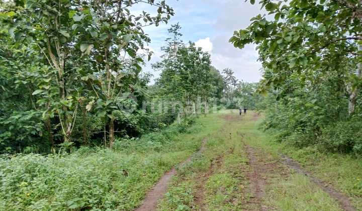 500 Sqm Musang King Farm Land – 10 Minutes To Jatiluwih 500 Sqm Musang King Farm Land – 10 Minutes To Jatiluwih