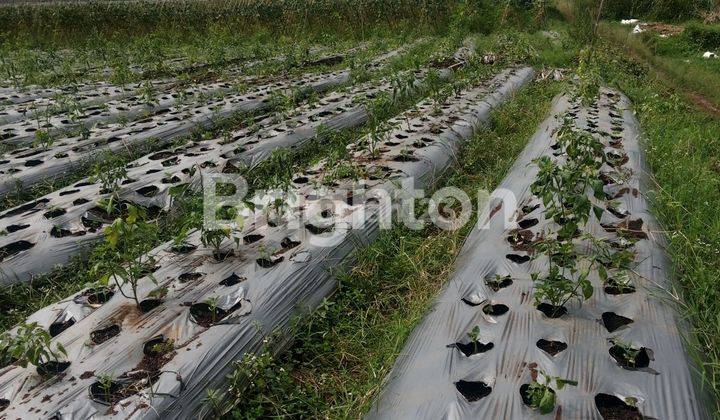 tanah cocok buat villa di cisarua view gunung 1