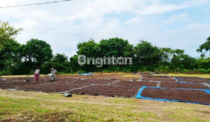 LAND SUITABLE FOR BUILDING HOUSE/VILLA/GUEST HOUSE in KUBUTAMBAHAN, BULELENG, SINGARAJA, BALI 2