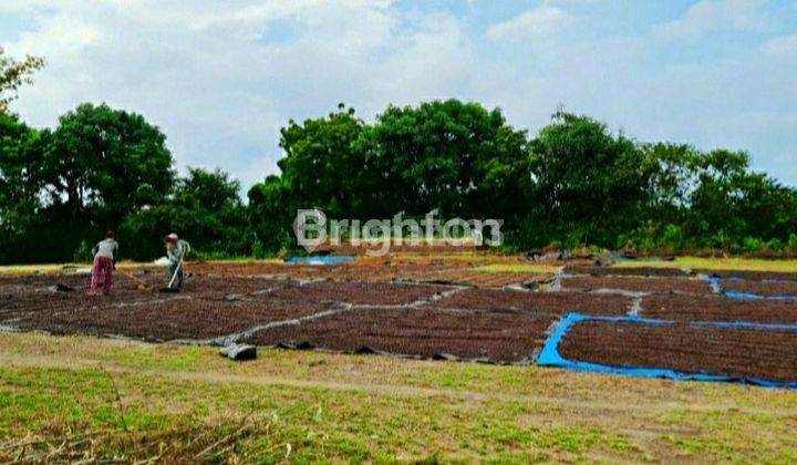 LAND PLOT SUITABLE FOR VILLA, GUEST HOUSE, KUBUTAMBAHAN, BULELENG, SINGARAJA, BALI 2