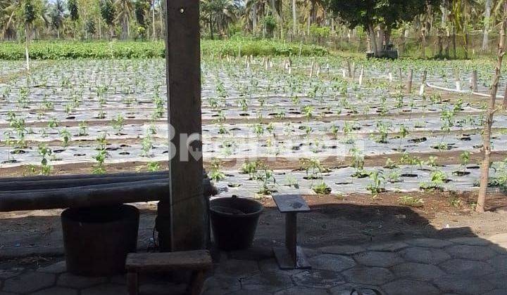 TANAH PRODUKTIF DI PANJATAN KULON PROGO 2