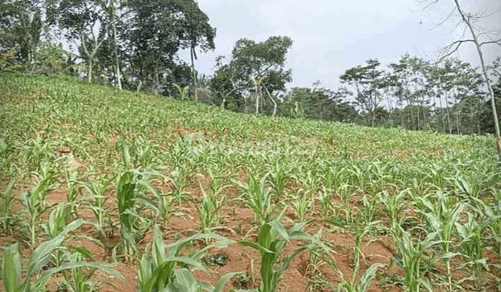 Lahan Industri Banaran Batang Jawa Tengah,  Akses Kontainer  2