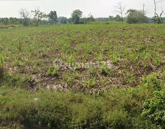 Lahan Raya Mantup Lamongan Untuk Pabrik, Lokasi Strategis  1