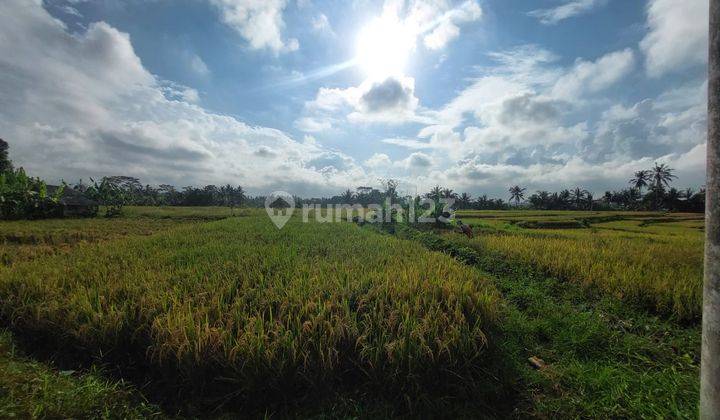 Land with 124 Are Rice Field View in Blayu, Mengwi 2