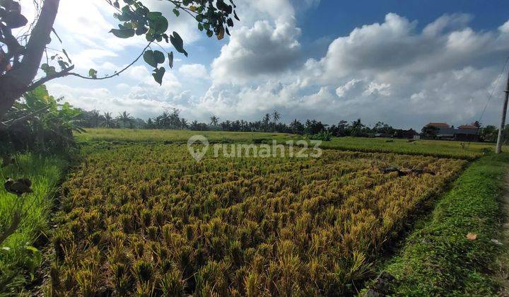 Land with 124 Are Rice Field View in Blayu, Mengwi 1