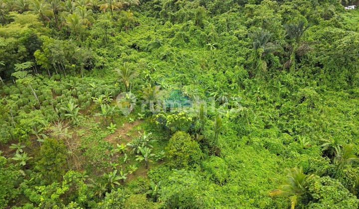 Jual Tanah 2.1ha Shm Cocok Untuk Kandang Di Cileles Lebak Banten