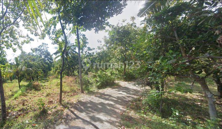 Land for Sale in Depehe Village, Singaraja, Bali 2