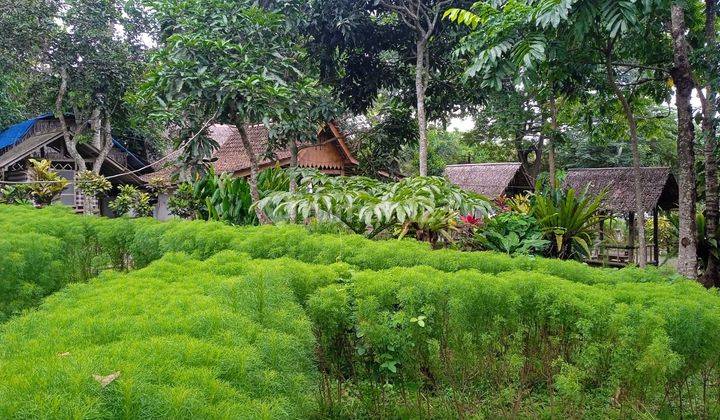 Dijual Tanah + Rumah Makan Jl. Raya Ijen Banyuwangi 2