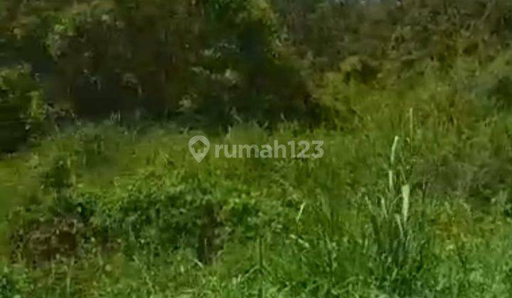 Dijual Tanah Kebun 4Ha, SHM Di Sukajadi, Talang Kelapa Banyuasin  1