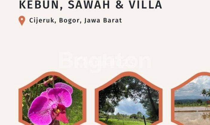 Villa berikut lahan Kebun dan Sawah di Cijeruk. Bogor, Jawa Barat 1