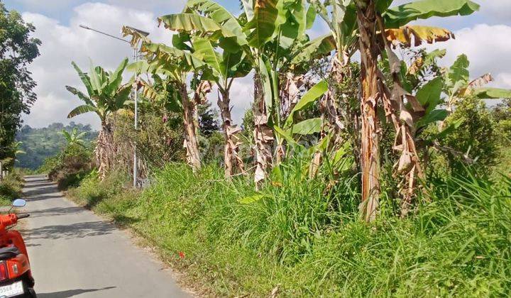 Land for sale in Bunutin Village, Kintamani 1