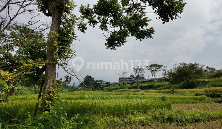 Peak Cianjur Land Near Taman Bunga Nusantara Suitable for Plantation Peak Cianjur Land Near Taman Bunga Nusantara Suitable for Plantation