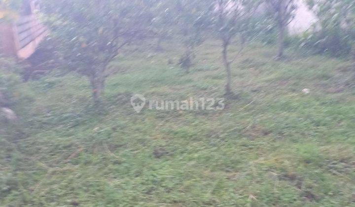 Tanah Kebun Jeruk Siap Panen Harga Borongan 2