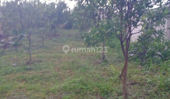 Tanah Kebun Jeruk Siap Panen Harga Borongan 1