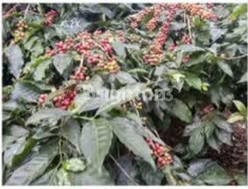 ARABICA COFFEE PLANTATION