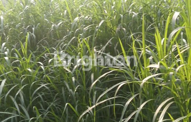 ZONA MERAH DI JLN LINGKAR SALATIGA