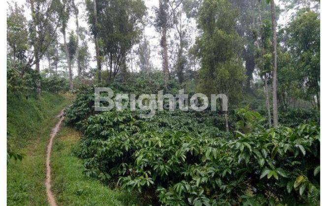 KEBUN KOPI MURAH Di TEMANGGUNG 2