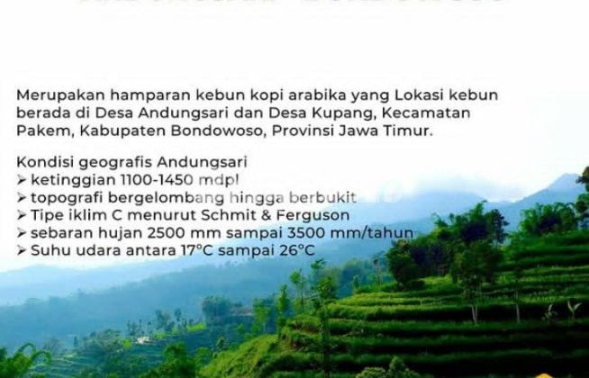 ARABICA COFFEE PLANTATION