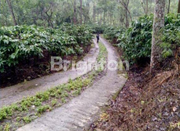 KEBUN KOPI MURAH Di TEMANGGUNG 1