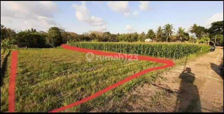 Tanah SHM Sawah 817 m² Dekat Pusat Keramaian Sentolo 2